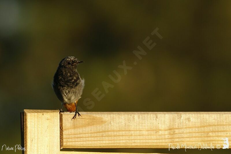 Black Redstartjuvenile