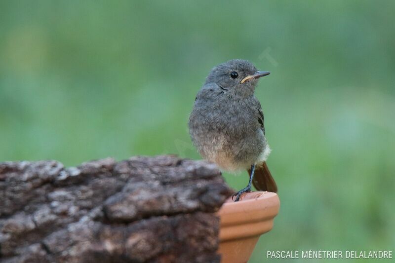 Black Redstartjuvenile