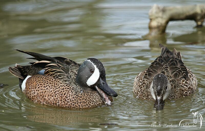 Blue-winged Teal