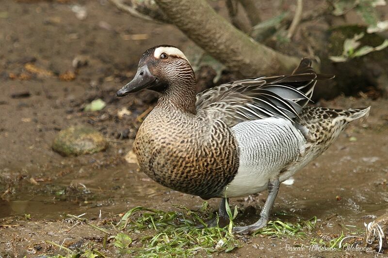 Garganey