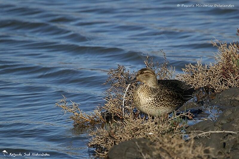 Eurasian Teal