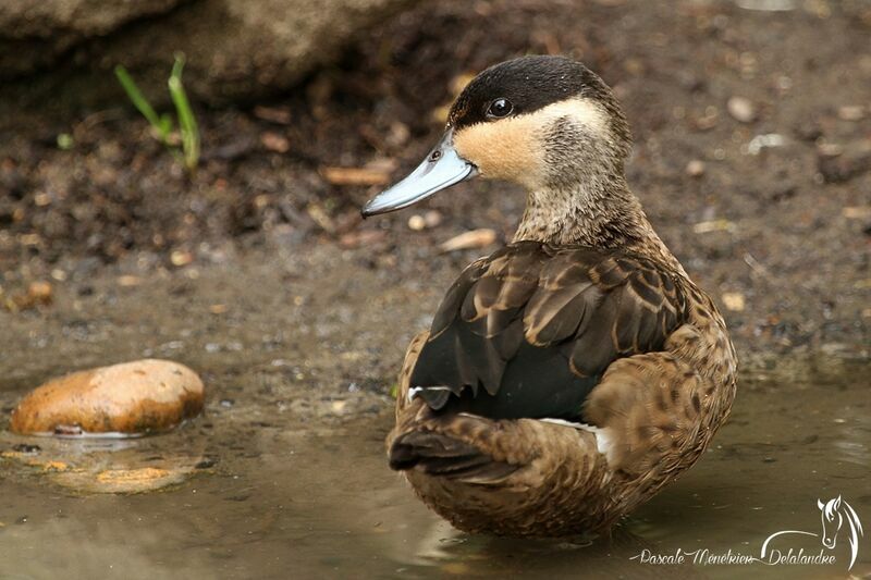 Blue-billed Teal