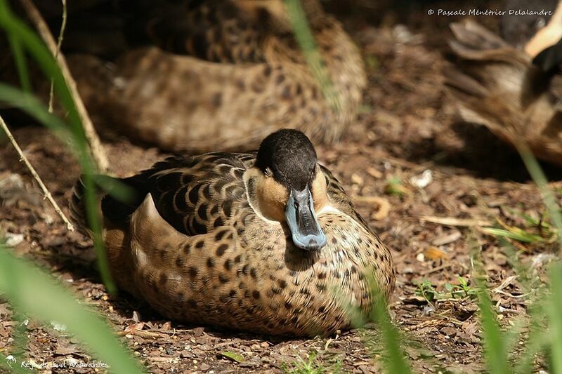 Blue-billed Teal