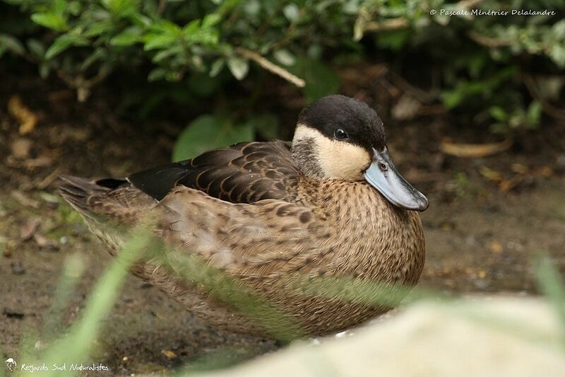 Blue-billed Teal