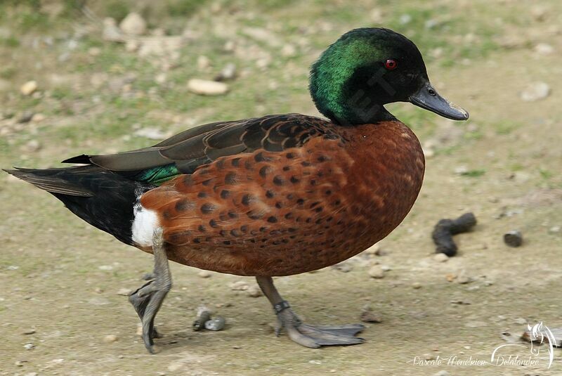 Chestnut Teal