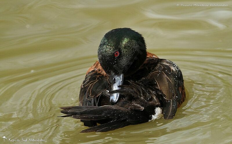 Chestnut Teal