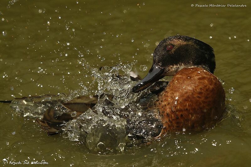 Chestnut Teal