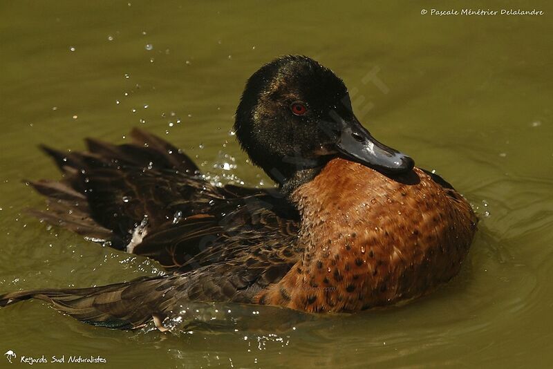 Chestnut Teal