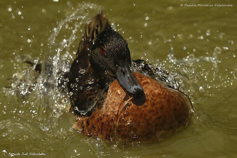 Chestnut Teal