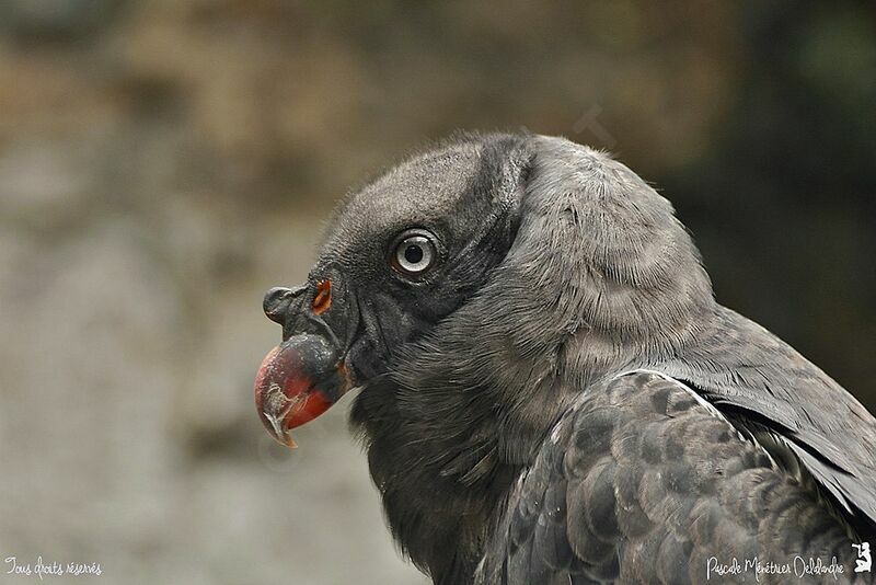 King Vulture