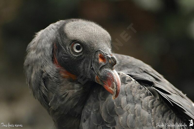 King Vulture