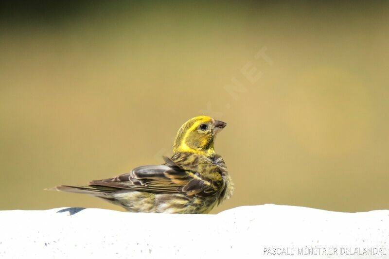 European Serin male