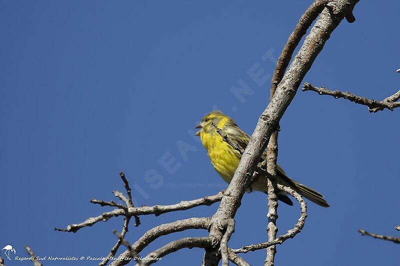 European Serin