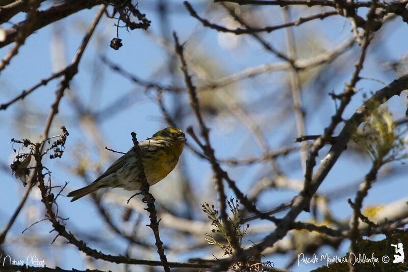 European Serin