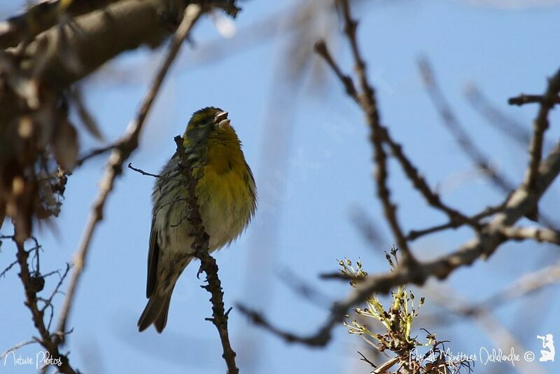 Serin cini