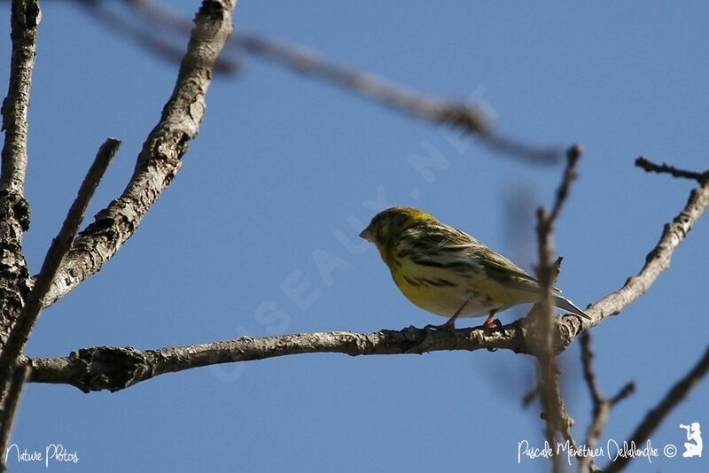 European Serin