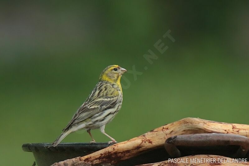 European Serin