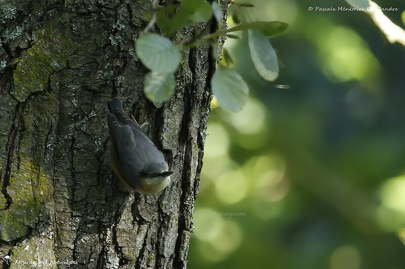 Eurasian Nuthatch