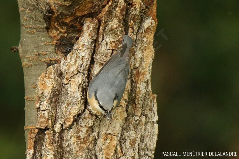 Eurasian Nuthatch