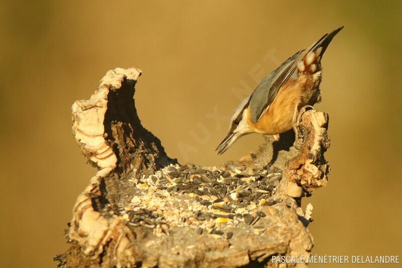 Eurasian Nuthatch