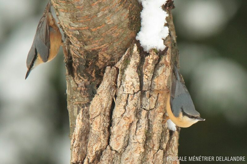 Eurasian Nuthatch