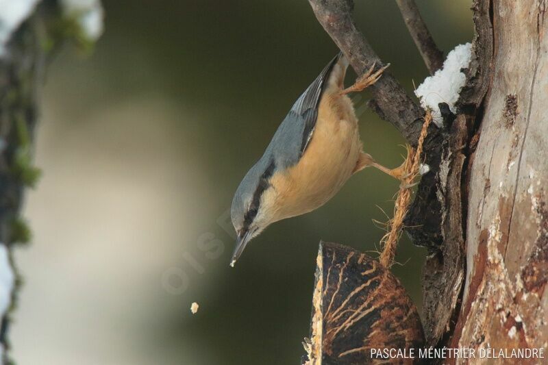 Eurasian Nuthatchadult