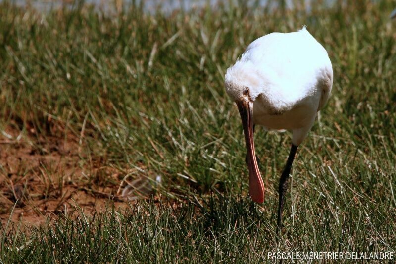 Eurasian Spoonbill