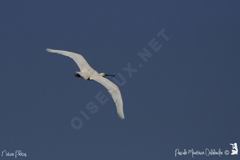 Eurasian Spoonbill