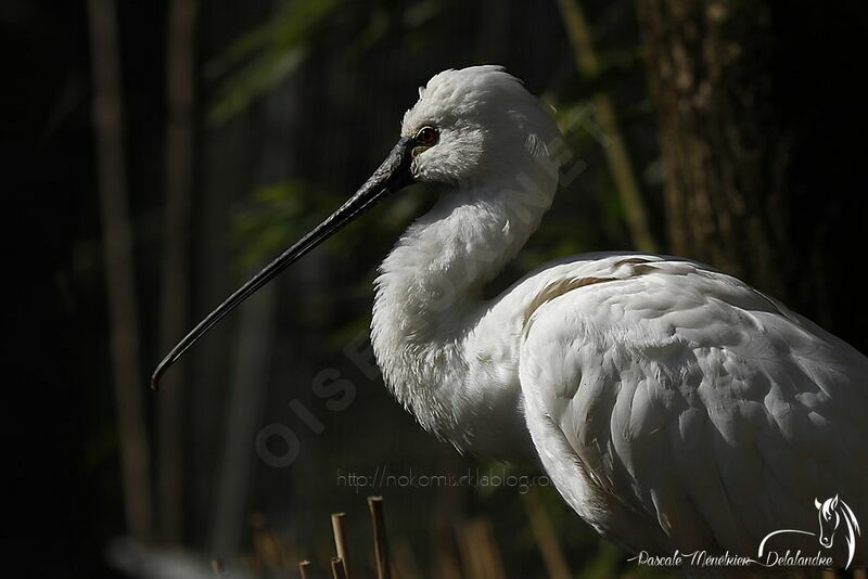 Eurasian Spoonbill