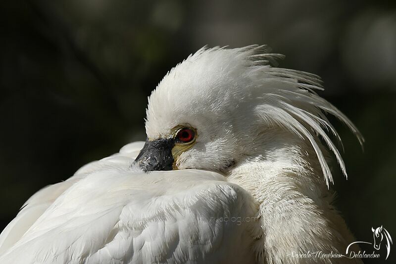 Eurasian Spoonbill