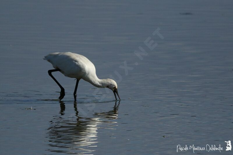 Eurasian Spoonbill