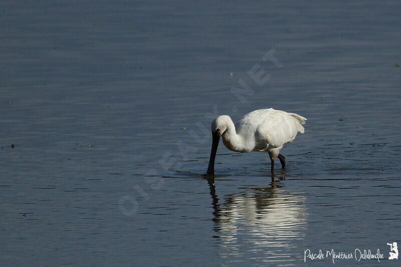 Eurasian Spoonbill