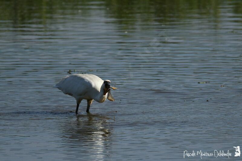 Eurasian Spoonbill