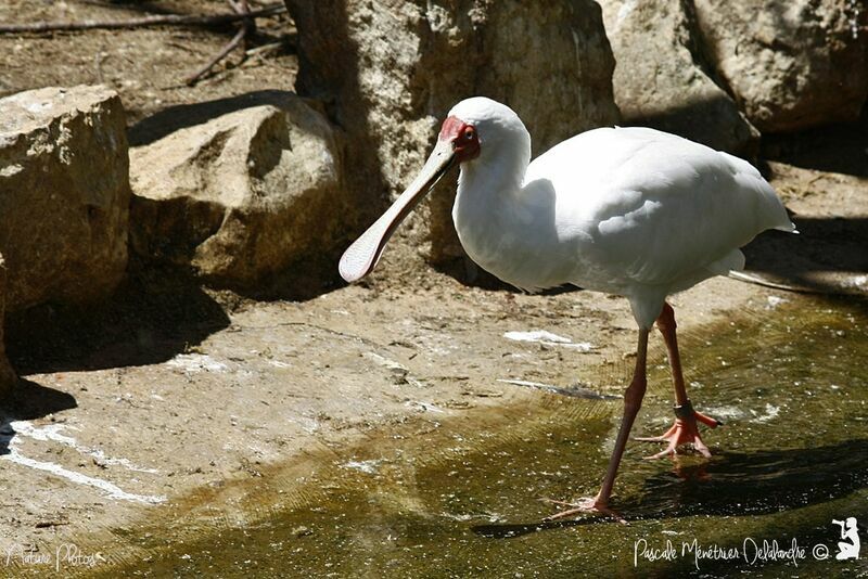 African Spoonbill