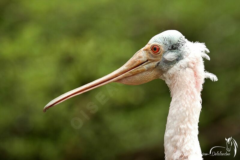 Roseate Spoonbill