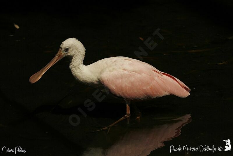 Roseate Spoonbill