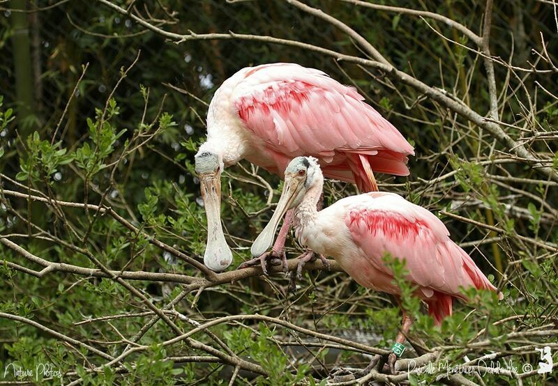 Roseate Spoonbill