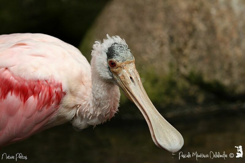 Roseate Spoonbill