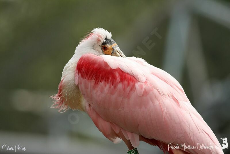 Roseate Spoonbill