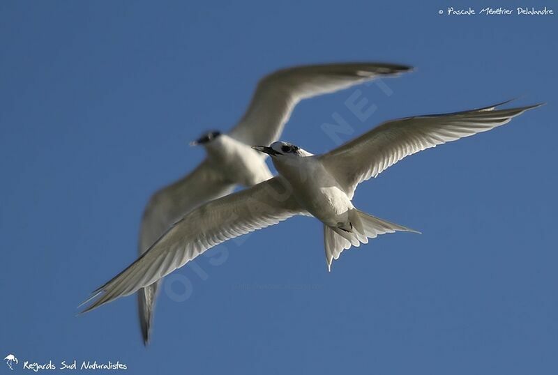 Sandwich Tern