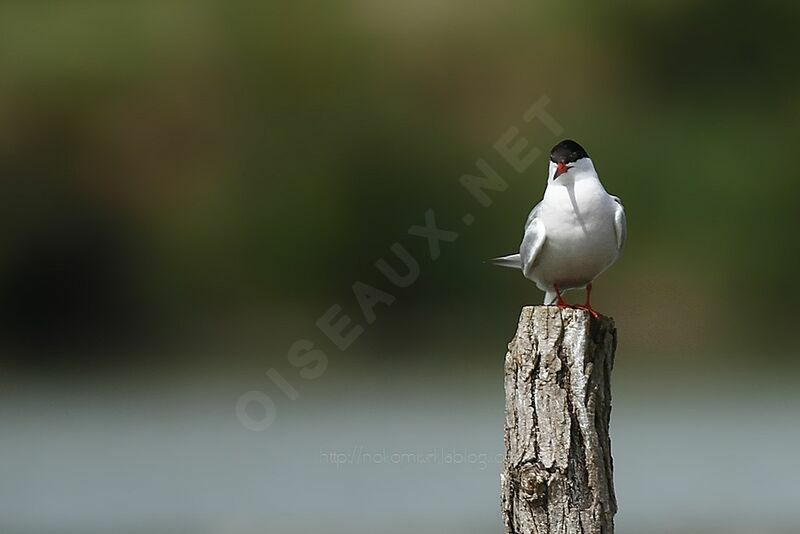 Common Tern