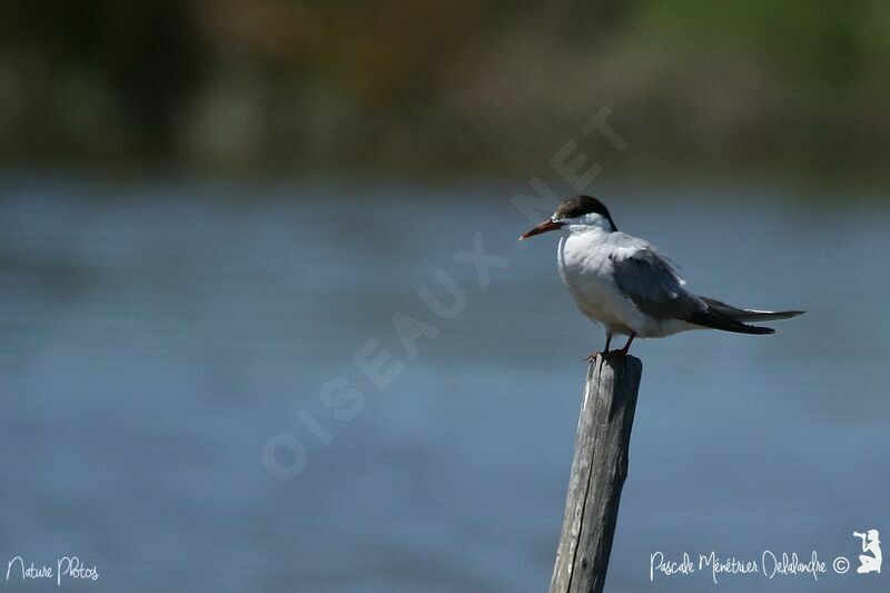 Common Tern