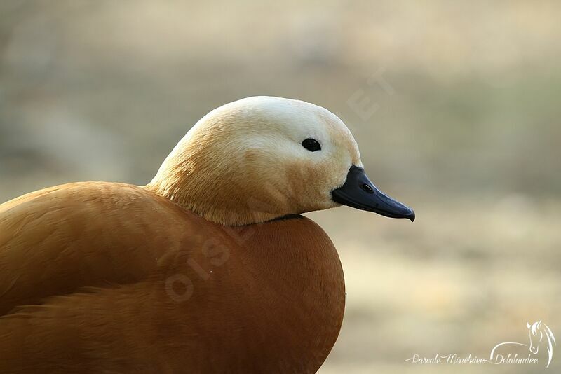 Ruddy Shelduck