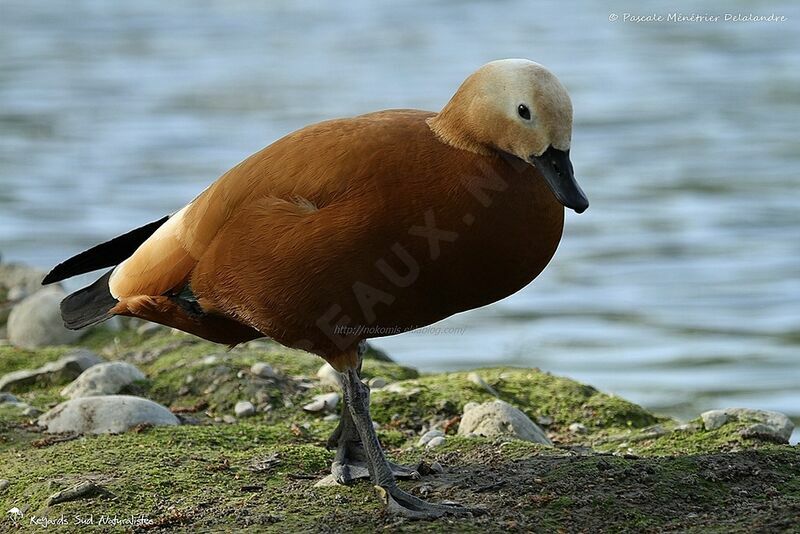 Ruddy Shelduck