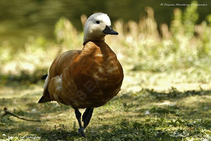 Ruddy Shelduck