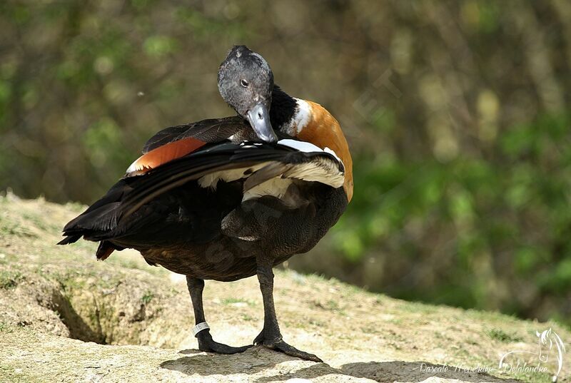 Australian Shelduck