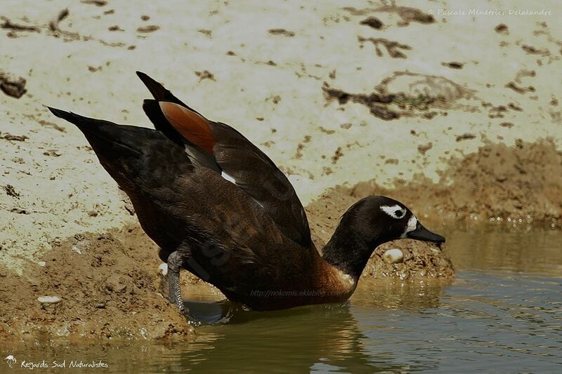 Australian Shelduck