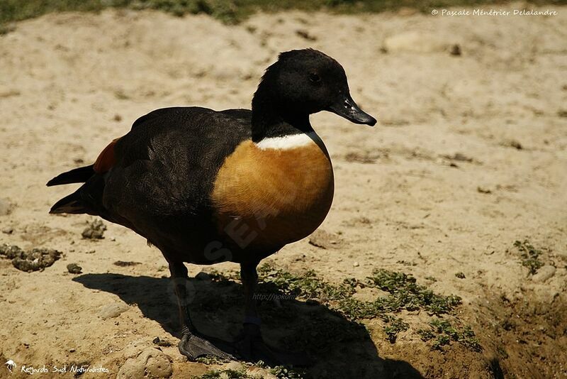 Australian Shelduck