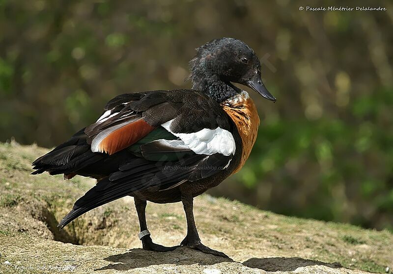 Australian Shelduck