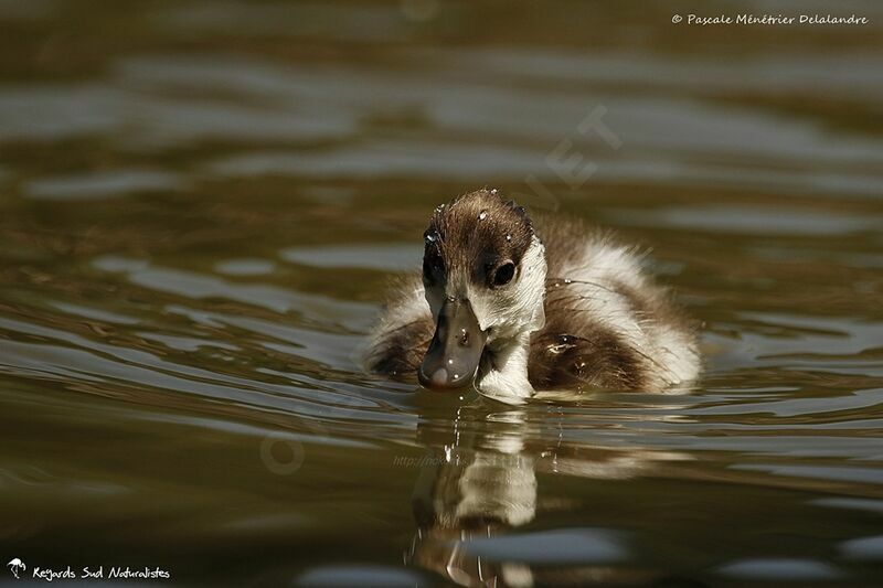 Common Shelduck